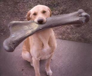 Bones Dangerous to Dogs